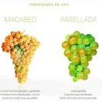 tipos-de-cava-variedades-principales-de-uvas-utilizadas-en-la-preparacion-del-cava